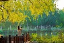 久久精品国产蜜桃av麻豆软件-百合盛开，大千世界——探索久久精品国产蜜桃AV麻豆软件下的别样色彩